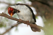 Paroare rougecap ou cardinal